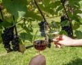 サンクゼールの丘で「収穫祭2026～St.Cousair WINE FE