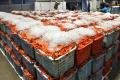初水揚げ 14.8トン～境港に今シーズン初のベニズワイ