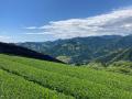 上品な苦みと旨みが魅力の静岡県産「天空の抹茶(R)」