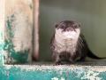 2027年春 東武動物公園に新施設 自然環境を再現utf-8 2027年春 東武動物公園に新施設 自然環境を再現utf-8