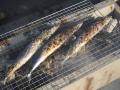 第41回「さんま祭り」2026年9月13日(日)宮城県名utf-8