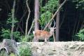 【狩猟体験】京都の山で本能を取り戻す！2泊３日狩猟