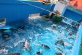 180名がタイ・ヒラメ・シマアジの釣りを体験！山utf-8