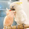 文鳥イベント＆作家様在廊も開催！ことりすまいる最新