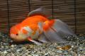 特別展「KINGYO～四季が彩る日本の金魚文化～」を開催