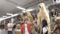 赤ちゃんを見れば、動物のフシギが分かる！『 アニマ