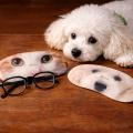 まだ間に合う、敬老の日。犬好き・猫好きの祖父母へ、