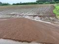 度重なる大雨にも負けない!秋を彩るコスモス畑の“再 度重なる大雨にも負けない!秋を彩るコスモス畑の“再