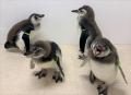 【すみだ水族館】がんばれ、ペンギンのルーキーutf-8