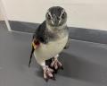 【すみだ水族館】がんばれ、ペンギンのルーキーutf-8