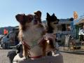 「海とマルシェへ。南熱海でいい休日」愛犬と一緒でも