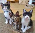 【福岡県庁】目標金額200万円!「福岡県犬猫飼養環 【福岡県庁】目標金額200万円!「福岡県犬猫飼養環