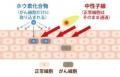 BNCT（ホウ素中性子捕捉療法）コラム「知っておきたい