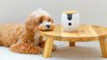 ファーボ11周年。愛犬・愛猫と働くオフィスから生まれ ファーボ11周年。愛犬・愛猫と働くオフィスから生まれ