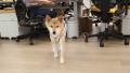 ファーボ11周年。愛犬・愛猫と働くオフィスから生まれ ファーボ11周年。愛犬・愛猫と働くオフィスから生まれ