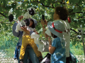 【ぶどうフェスin笛吹川フルーツ公園】山梨の美味しい