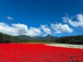 花畑気球体験！10haの花畑と八ヶ岳の絶景を空から満喫