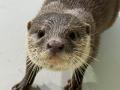 【南知多ビーチランド】コツメカワウソの赤ちゃん4頭