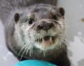 【南知多ビーチランド】コツメカワウソの赤ちゃん4頭
