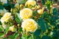 【県内最多5,700株の秋バラ × 初開催！10万輪の花と光