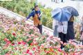 【県内最多5,700株の秋バラ × 初開催！10万輪の花と光