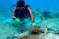 海の生き物や珊瑚礁をダリアで表現「ダリアの華展 202 海の生き物や珊瑚礁をダリアで表現「ダリアの華展 202