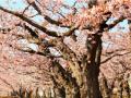 【北海道／函館】望楼NOGUCHI函館、2027年4月20日の営