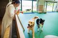 大型犬もOK！大分・国東の海辺のドッグリゾートがドッ