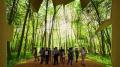 【2027年国際園芸博覧会 開催半年前】住友林業館 【2027年国際園芸博覧会 開催半年前】住友林業館