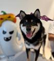 「愛犬と、秋風そよぐ伊勢でリトリート旅」和モダンな