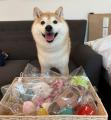 「愛犬と、秋風そよぐ伊勢でリトリート旅」和モダンな