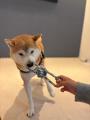 「愛犬と、秋風そよぐ伊勢でリトリート旅」和モダンな