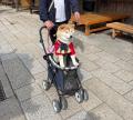 「愛犬と、秋風そよぐ伊勢でリトリート旅」和モダンな