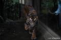 【上野動物園】20時まで開園する「秋の夜のどうぶつえ