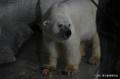 【上野動物園】20時まで開園する「秋の夜のどうぶつえ