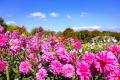 やまと花ごよみ2026「あきいろマルシェin馬見フラワー やまと花ごよみ2026「あきいろマルシェin馬見フラワー