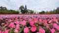 【岐阜・ひるがの高原】シルバーウィークに秋の花畑が 【岐阜・ひるがの高原】シルバーウィークに秋の花畑が