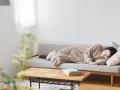 累計55,000枚突破『着る伝説の毛布』が、今年もいよい