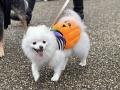 【横須賀最大級】愛犬と一緒にハロウィン仮装パレード