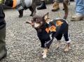 【横須賀最大級】愛犬と一緒にハロウィン仮装パレード