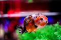 【イベント開催告知】「フォーチュン金魚 ～金魚で運