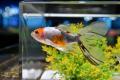 【イベント開催告知】「フォーチュン金魚 ～金魚で運