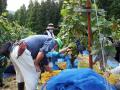 【JAM福井勝山東急ホテル&リゾーツ】山ぶどうのワイ 【JAM福井勝山東急ホテル&リゾーツ】山ぶどうのワイ