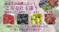 旬のぶどう10品種を一瓶に。味・香り・食感の違いを楽