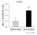 肌の幹細胞が自らを維持するメカニズムを発見　抗酸化