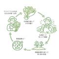 花束の環境負荷をLCAで「見える化」。日比谷花壇、日