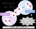 頭皮も“肌”として捉えた、スキンケア発想の頭皮用美容