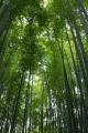世界初「竹で飲む抹茶ラテ」がSNS総再生回数1.5億回を