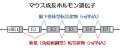 【岡山大学】生物はダイバーシティ～よく似たマウスと