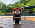 【9月27日(日)開催＿SCHNA FESTA 2026】愛犬家が集う